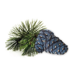 HARVIA bastudoftkoncentrat, arolla tall 1 l 