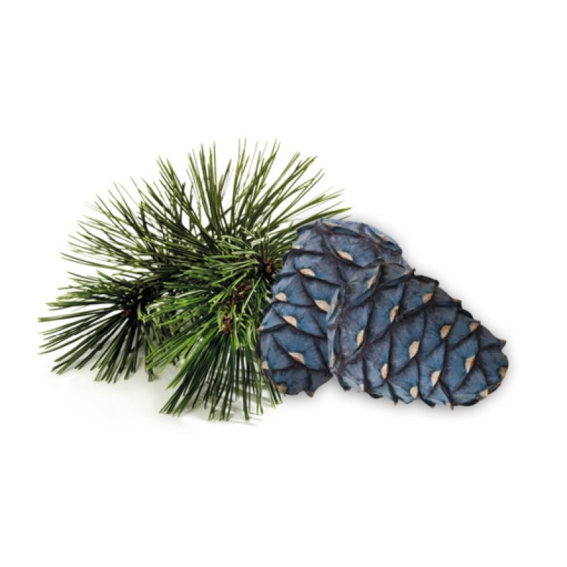 HARVIA bastudoftkoncentrat, arolla tall 1 l