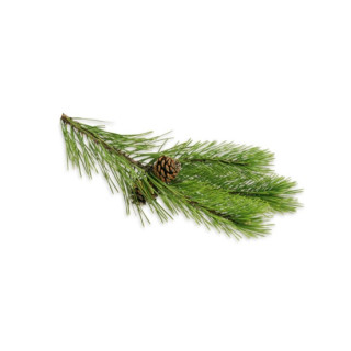 SENTIOTEC aromatiska oljor för ångbad, tallbarr 5 l