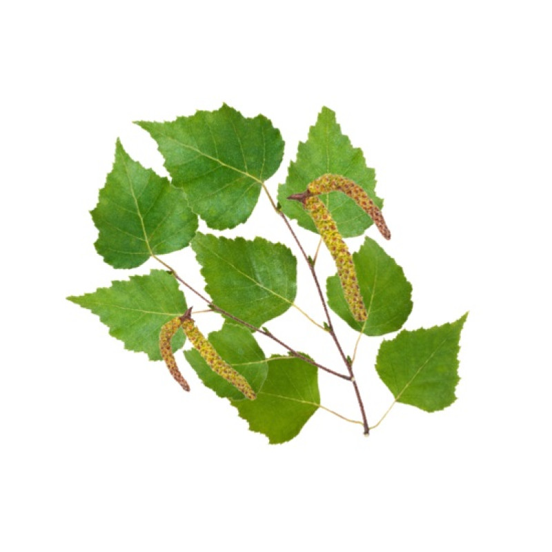 HARVIA bastudoftkoncentrat, nordisk björk 1 l