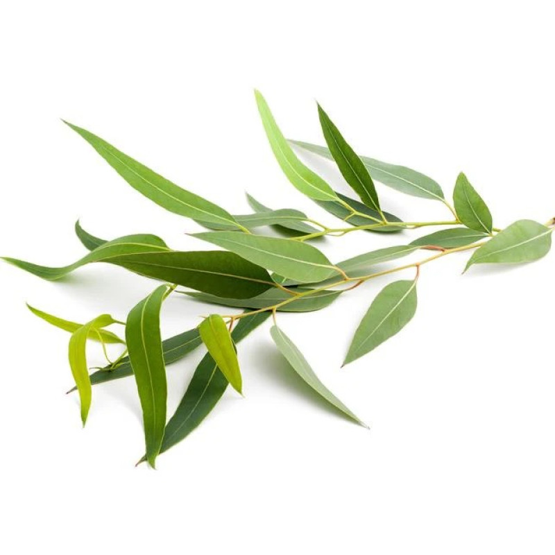 SENTIOTEC ångbastu doftkoncentrat, eukalyptus 5 l