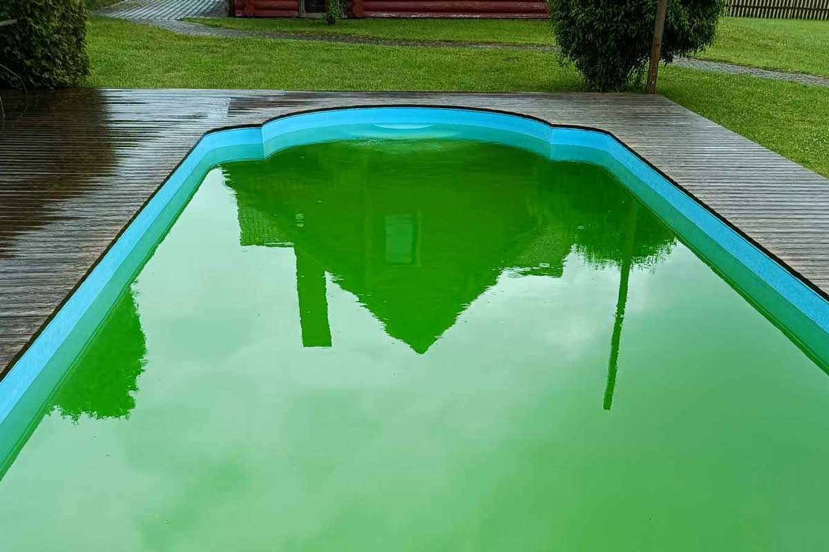 Utomhuspool med ljusgrönt, igenvuxet vatten, som visar en ovårdad och igenvuxen vattenyta